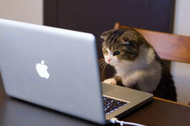Gato con un Mac