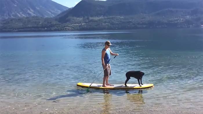 Perro haciendo paddle surf