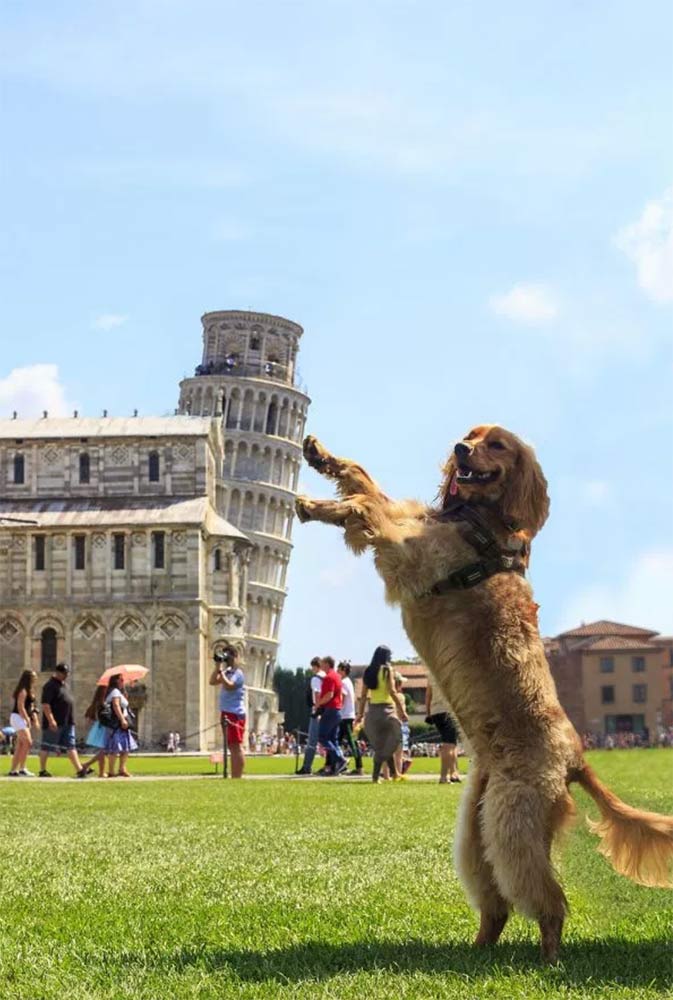 Perro en la torre de Pisa
