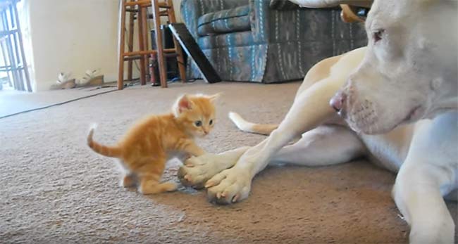 Perro pitbull y gatito jugando