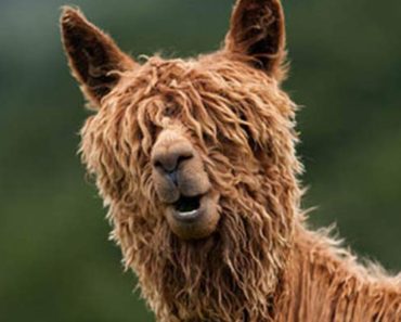 Alpacas con pelazo