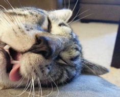 Gato durmiendo