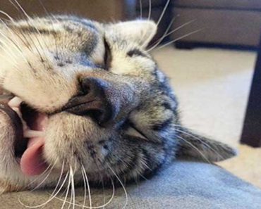 Gato durmiendo
