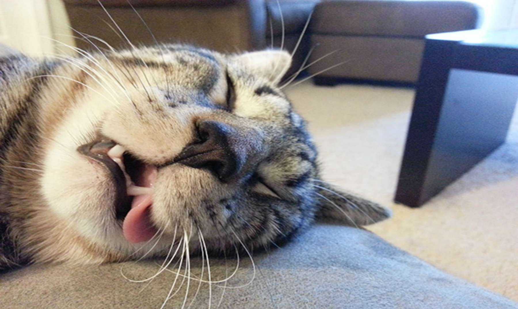 Спать с высунутым языком. Спящий кот. Спящие котики. Морда спящего кота. Сонный кот.