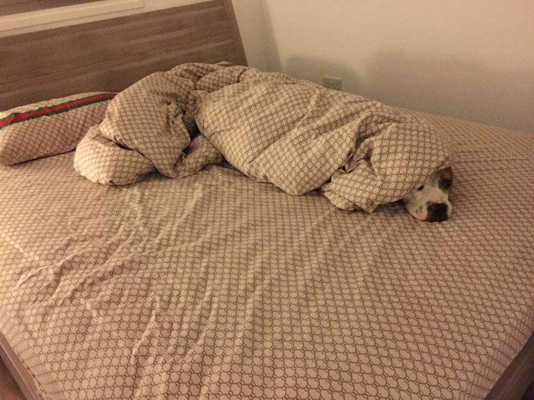 Mascotas robando camas