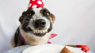 Perro con tarta