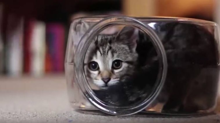 Gato en una pecera